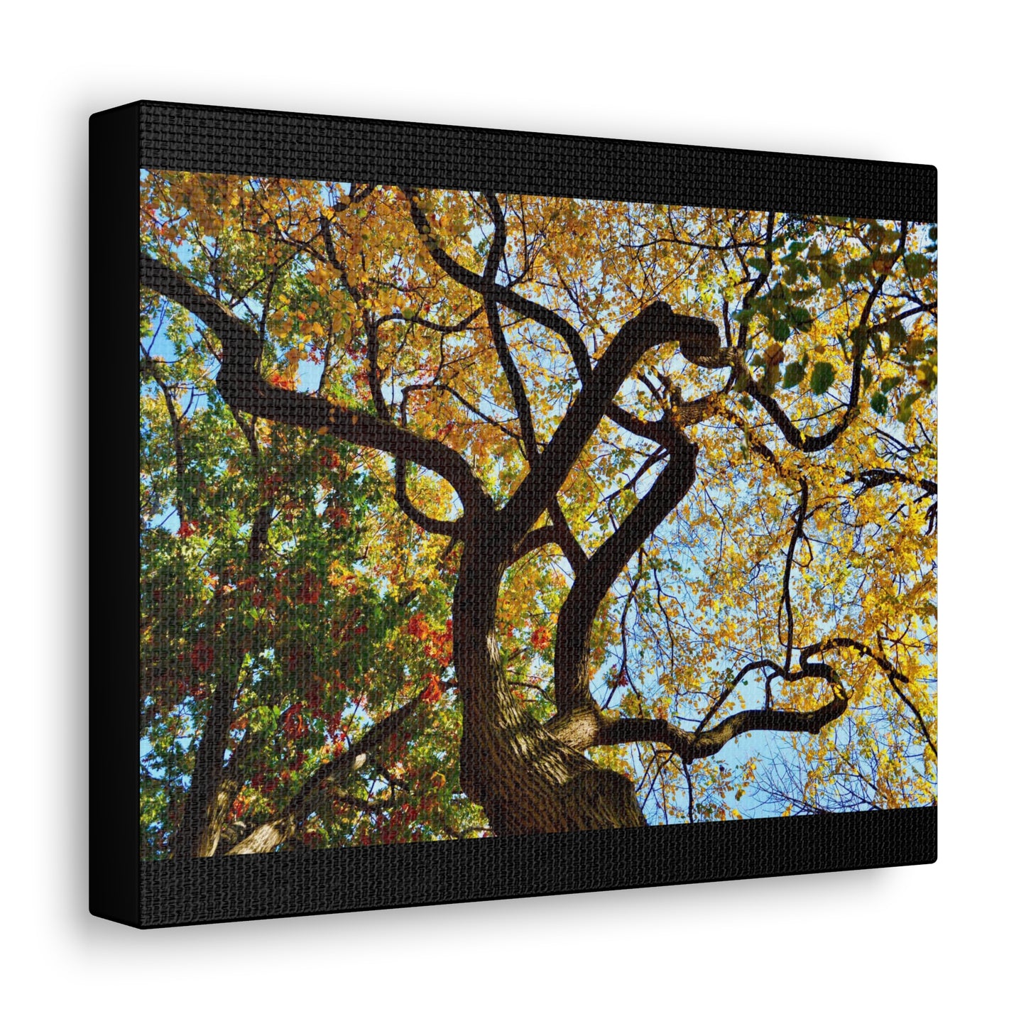 Fall Leaves Black Canvas Gallery Wraps