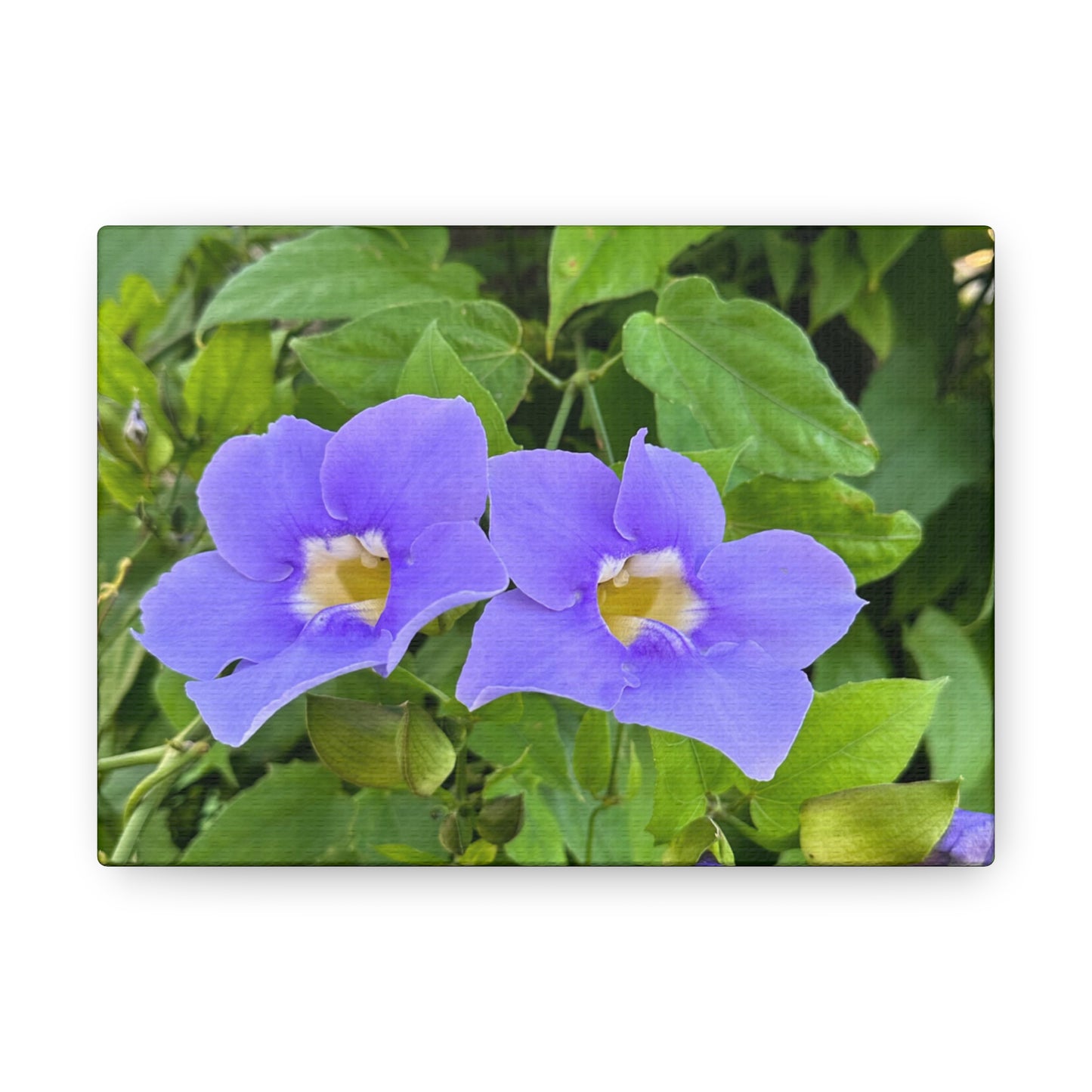 Matiby "Reals" Purple Flower Canvas Gallery Wraps