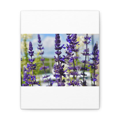 Lavenders White Canvas Gallery Wraps