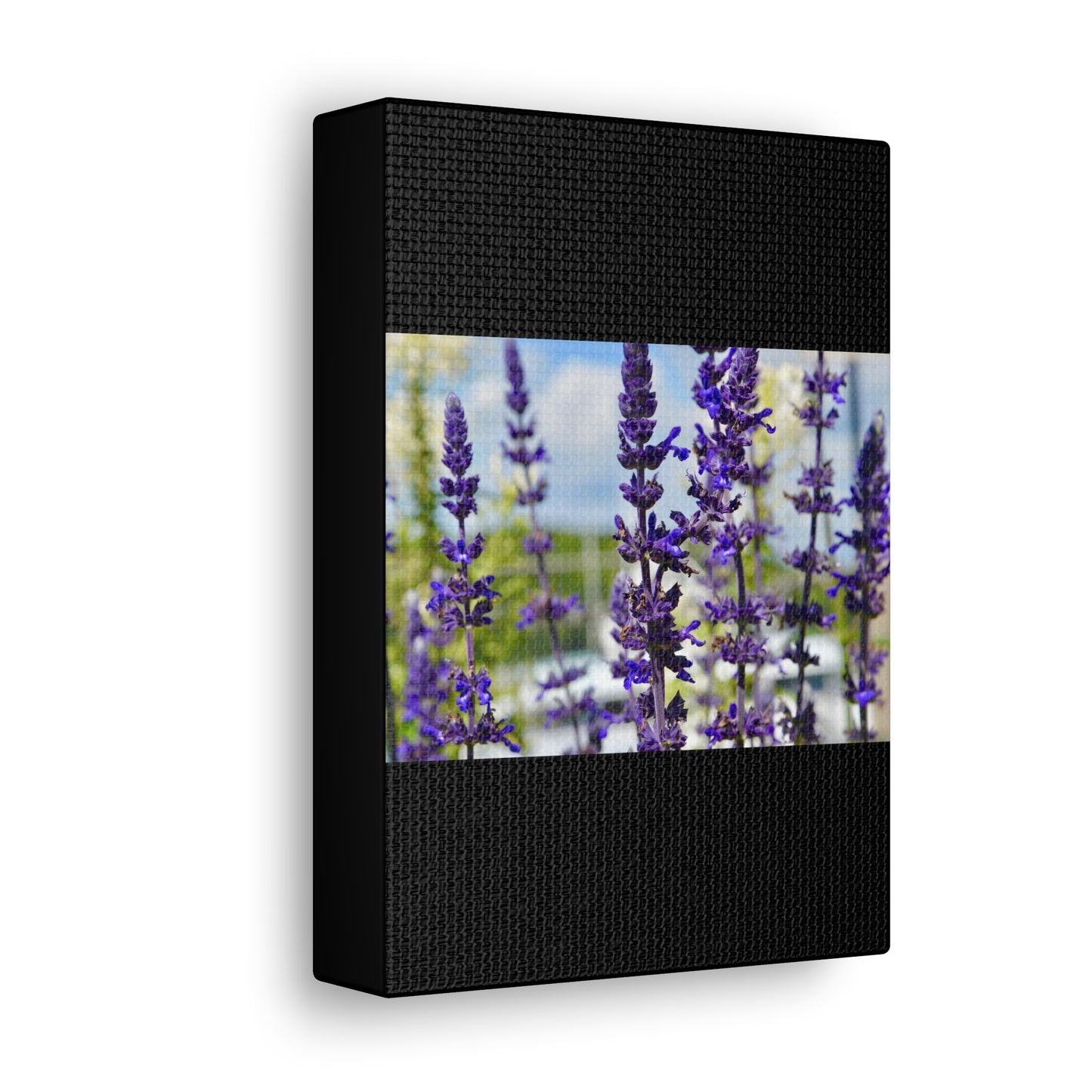 Lavenders Black Canvas Gallery Wraps