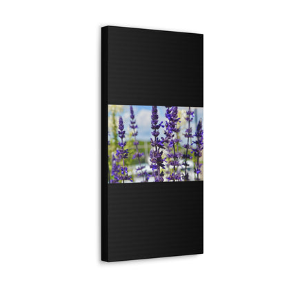 Lavenders Black Canvas Gallery Wraps