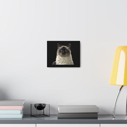 Cat Black Canvas Gallery Wraps