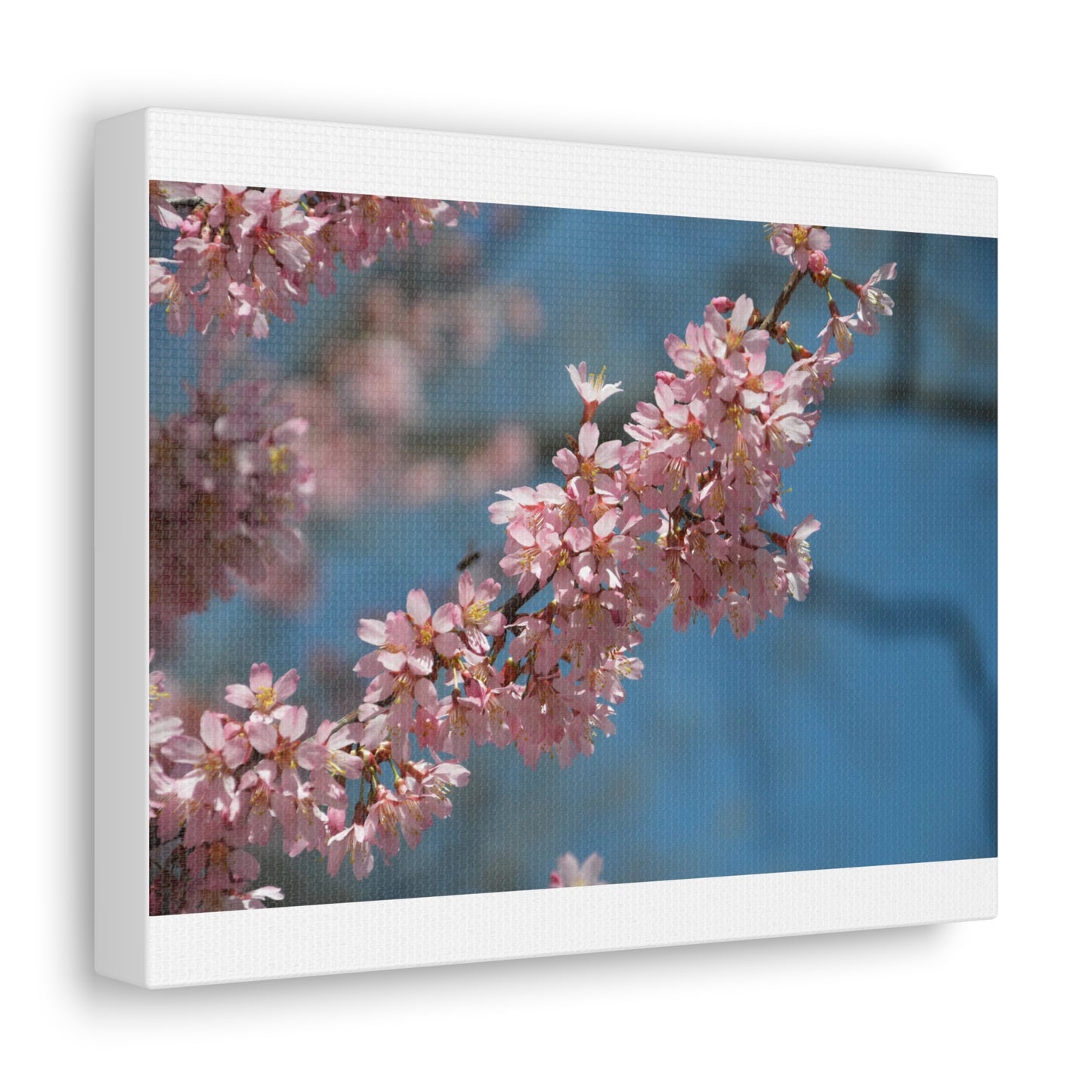 Pink Cherry Blossoms Canvas Gallery Wraps