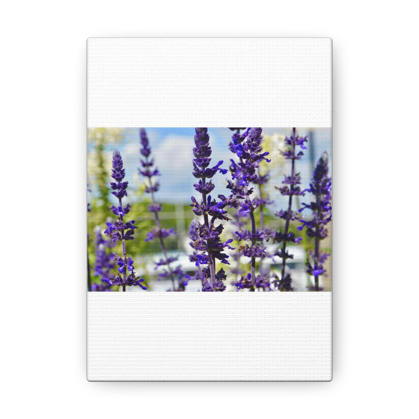 Lavenders White Canvas Gallery Wraps