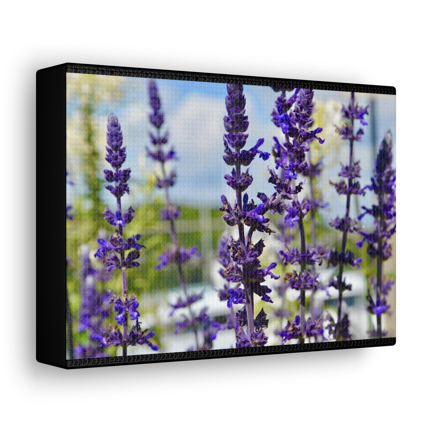 Lavenders Black Canvas Gallery Wraps