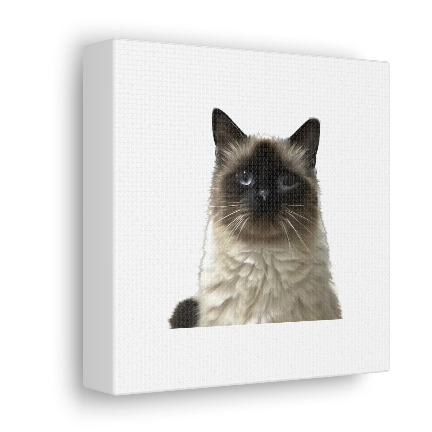 Cat White Canvas Gallery Wraps