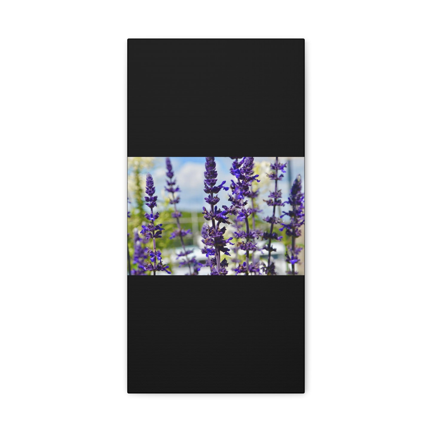 Lavenders Black Canvas Gallery Wraps