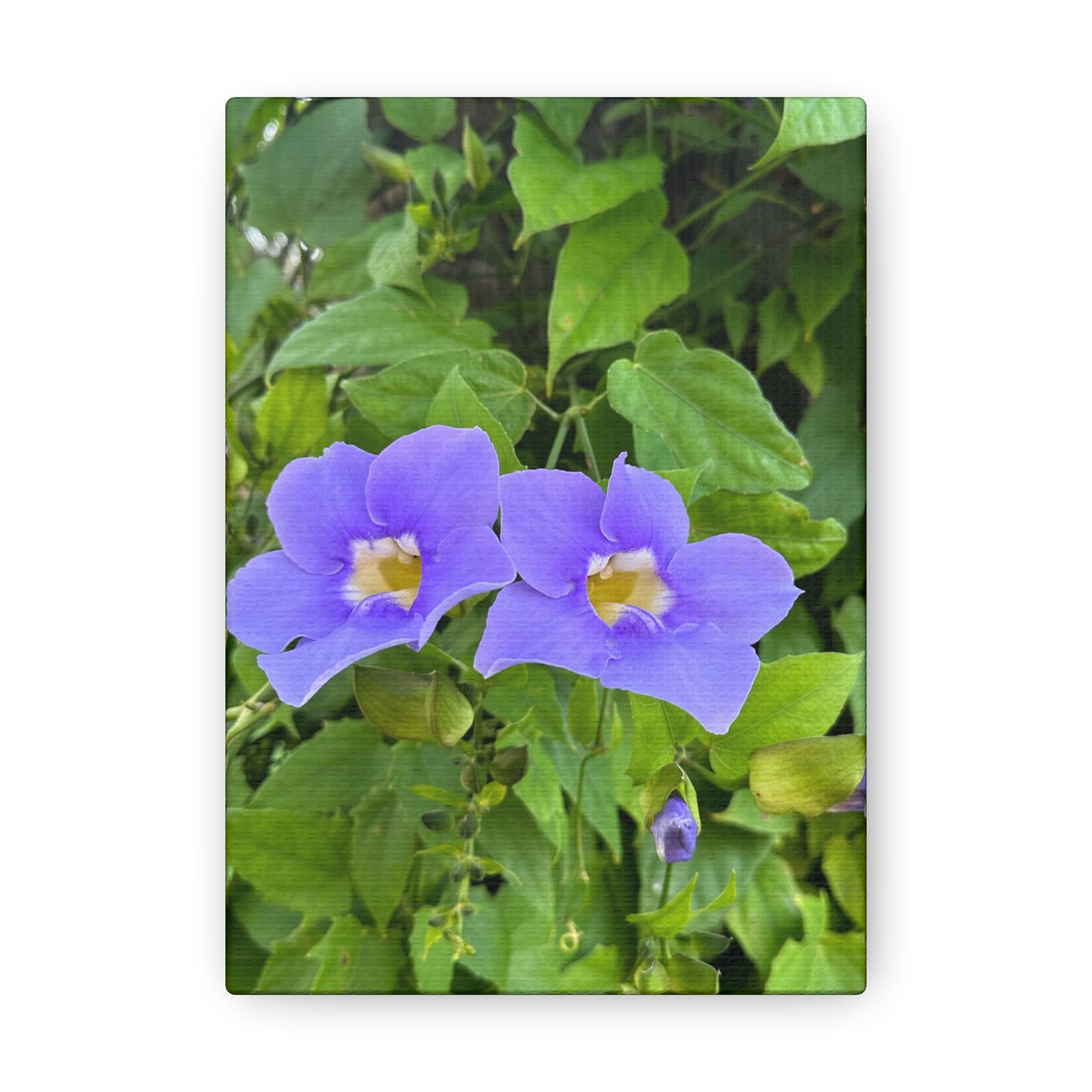 Matiby "Reals" Purple Flower Canvas Gallery Wraps