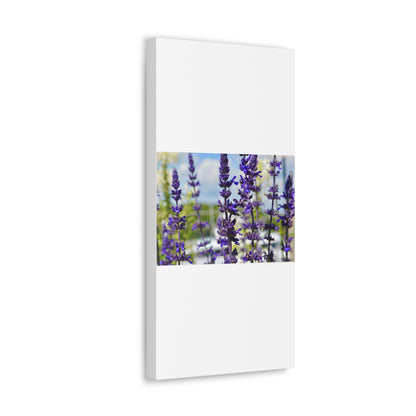 Lavenders White Canvas Gallery Wraps