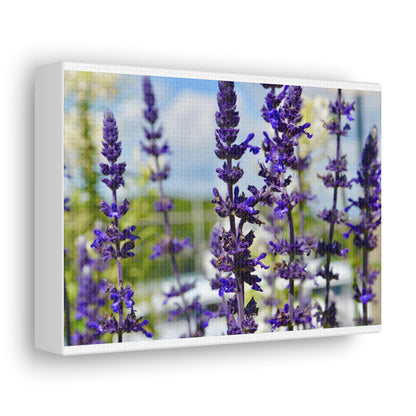 Lavenders White Canvas Gallery Wraps