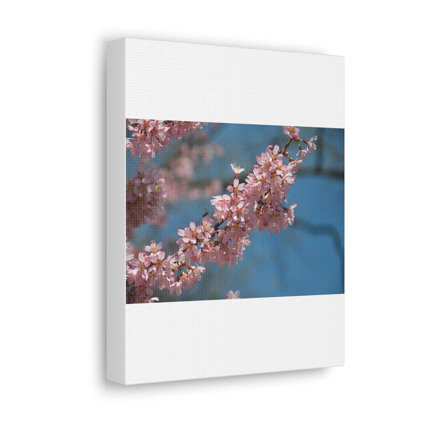 Pink Cherry Blossoms Canvas Gallery Wraps