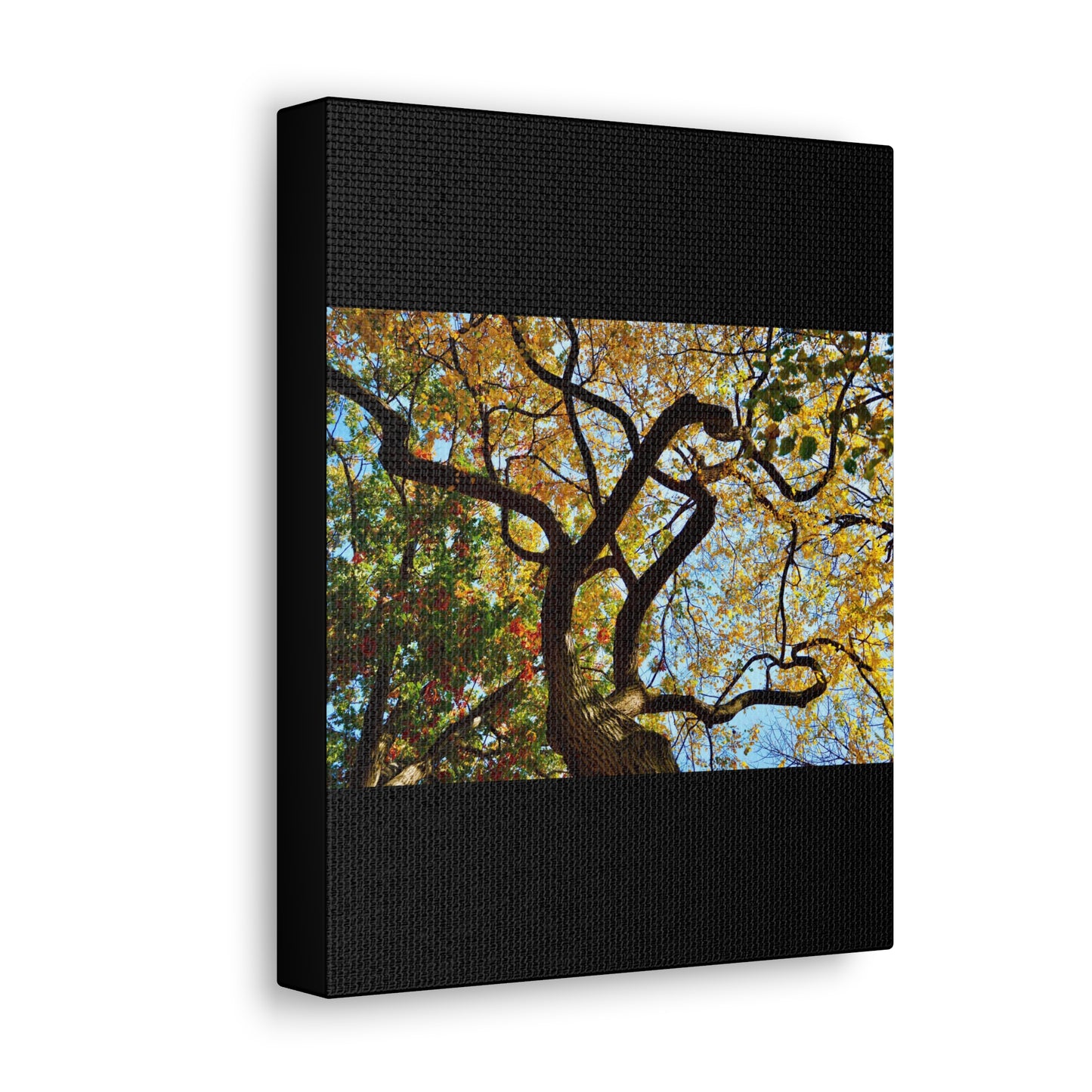 Fall Leaves Black Canvas Gallery Wraps