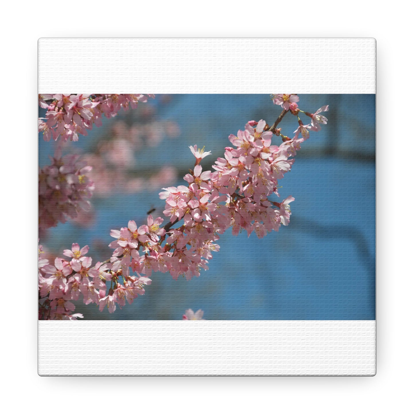 Pink Cherry Blossoms Canvas Gallery Wraps