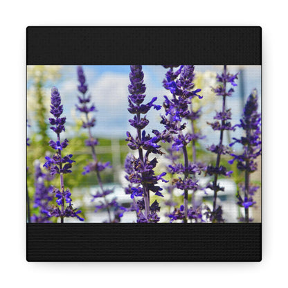 Lavenders Black Canvas Gallery Wraps