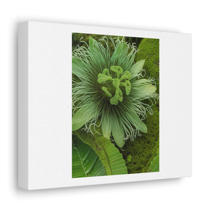 Artzy Green Flower White Canvas Gallery Wraps