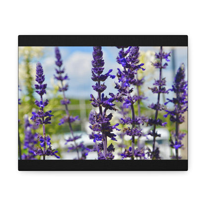 Lavenders Black Canvas Gallery Wraps