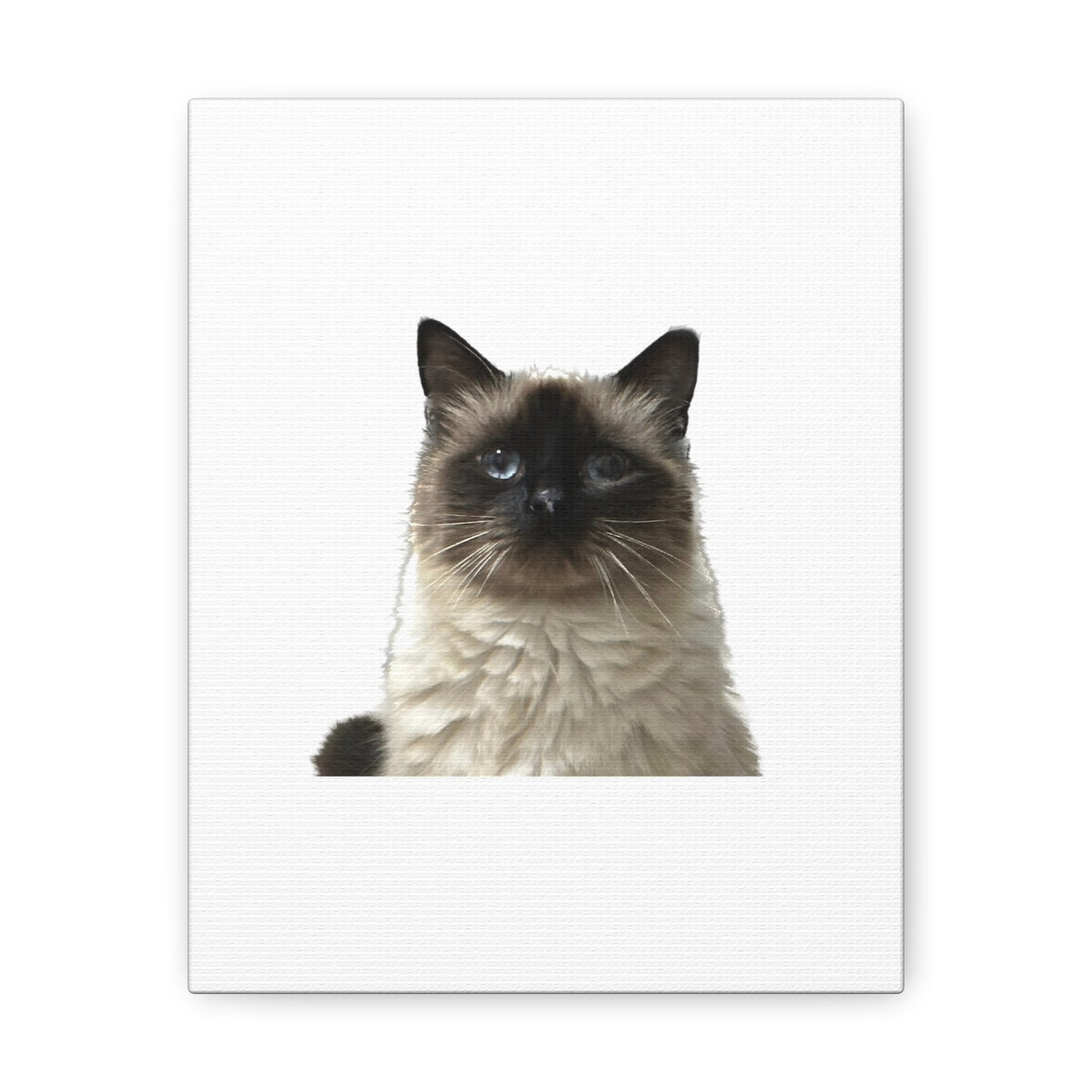 Cat White Canvas Gallery Wraps