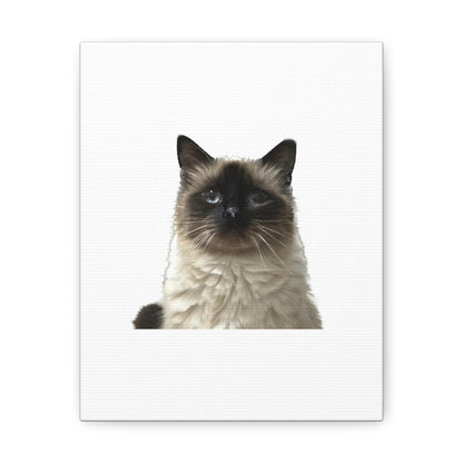 Cat White Canvas Gallery Wraps