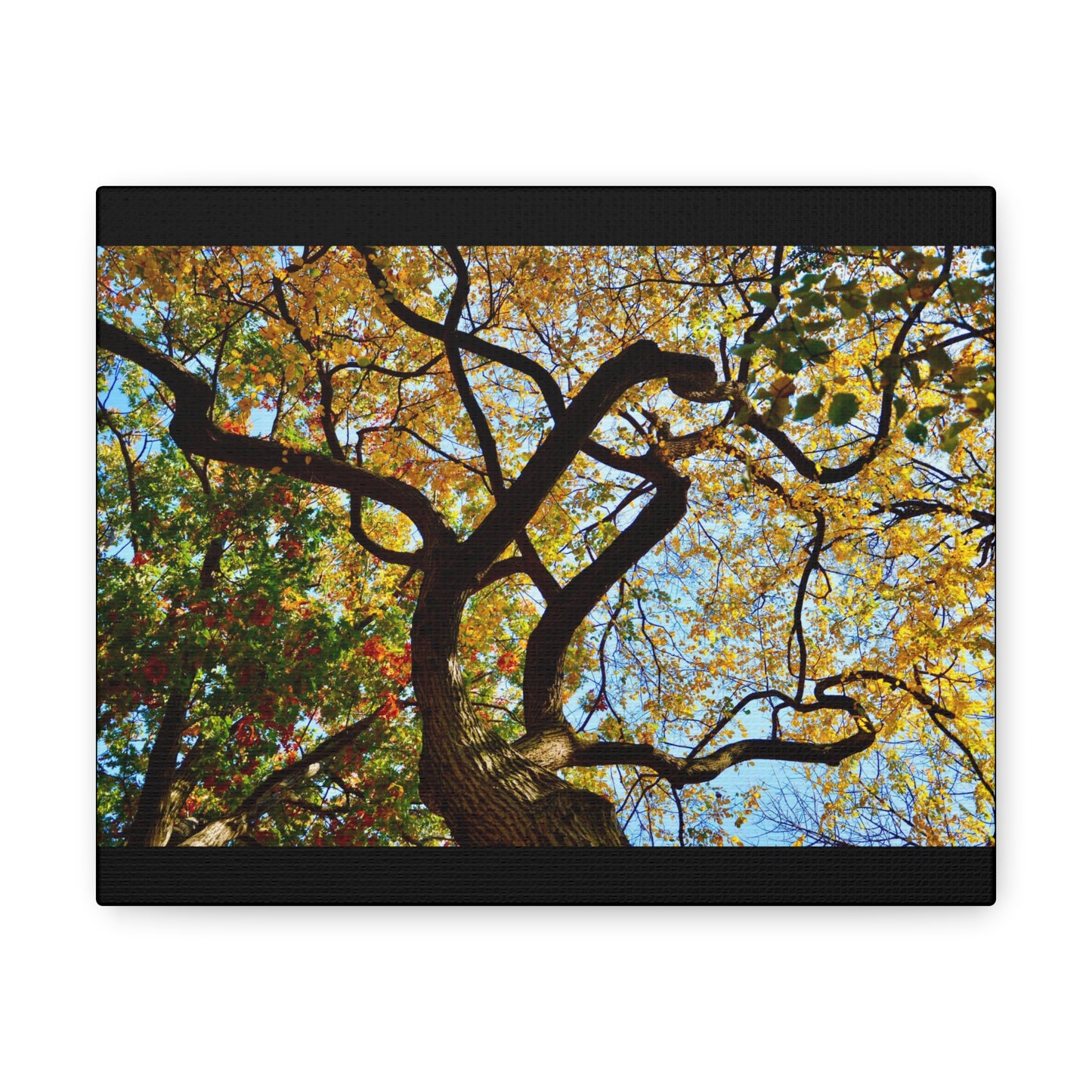 Fall Leaves Black Canvas Gallery Wraps