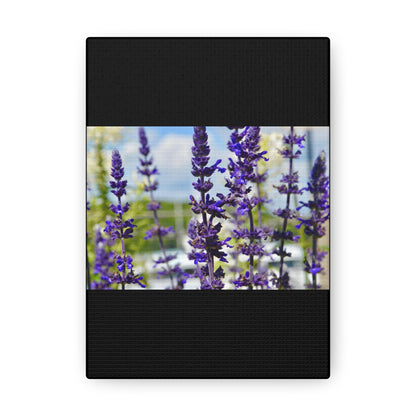 Lavenders Black Canvas Gallery Wraps