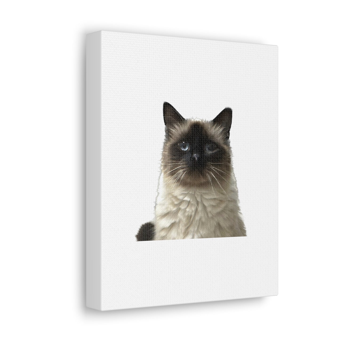 Cat White Canvas Gallery Wraps