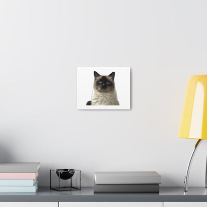 Cat White Canvas Gallery Wraps