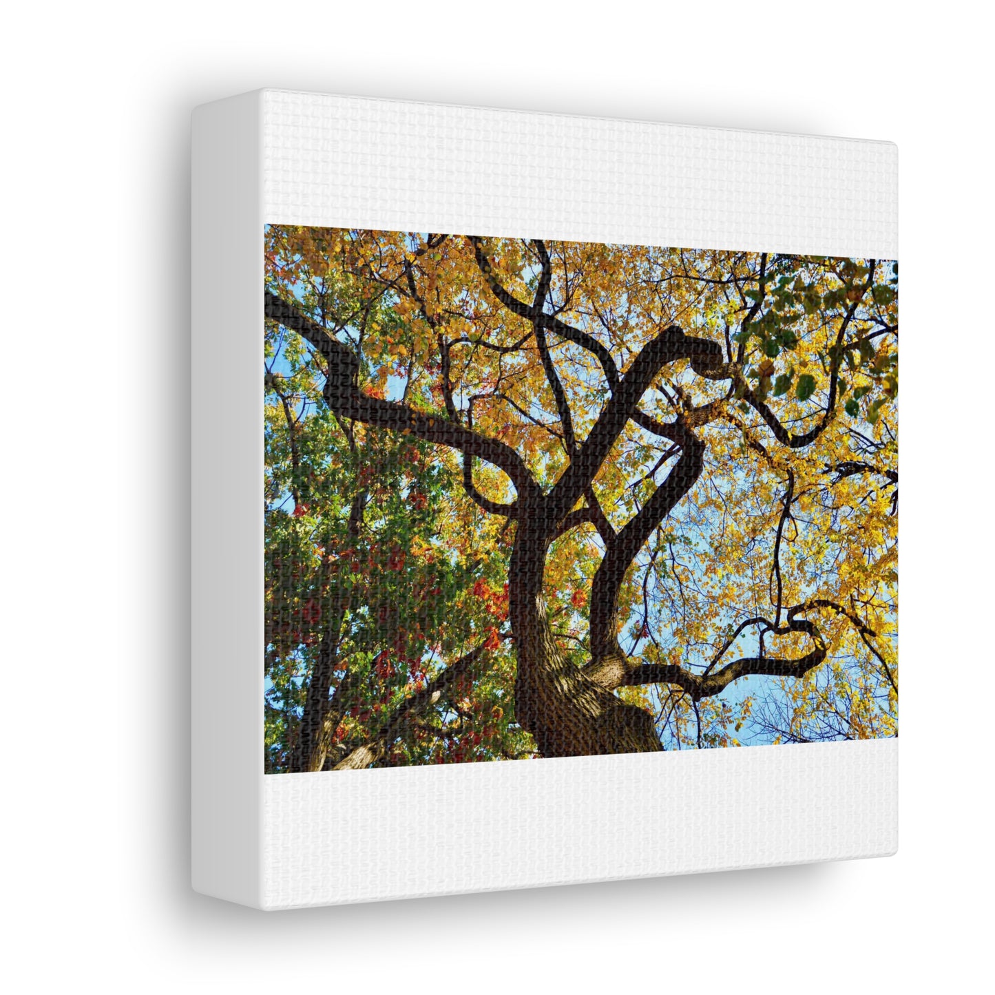 Fall Leaves White Canvas Gallery Wraps