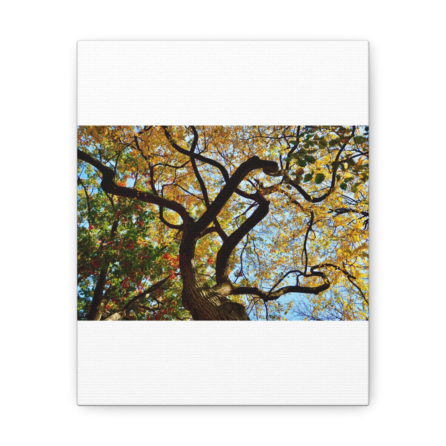 Fall Leaves White Canvas Gallery Wraps