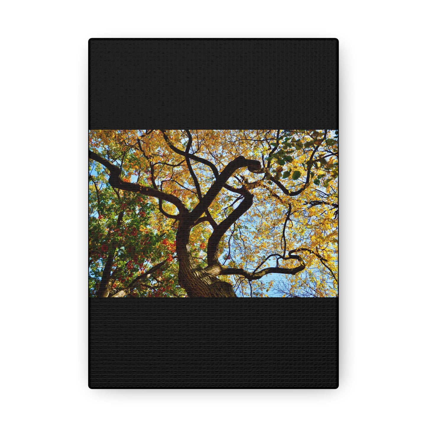 Fall Leaves Black Canvas Gallery Wraps