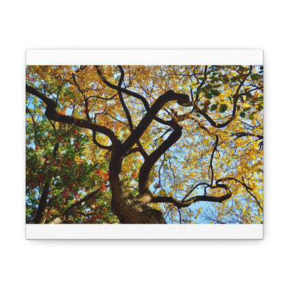 Fall Leaves White Canvas Gallery Wraps