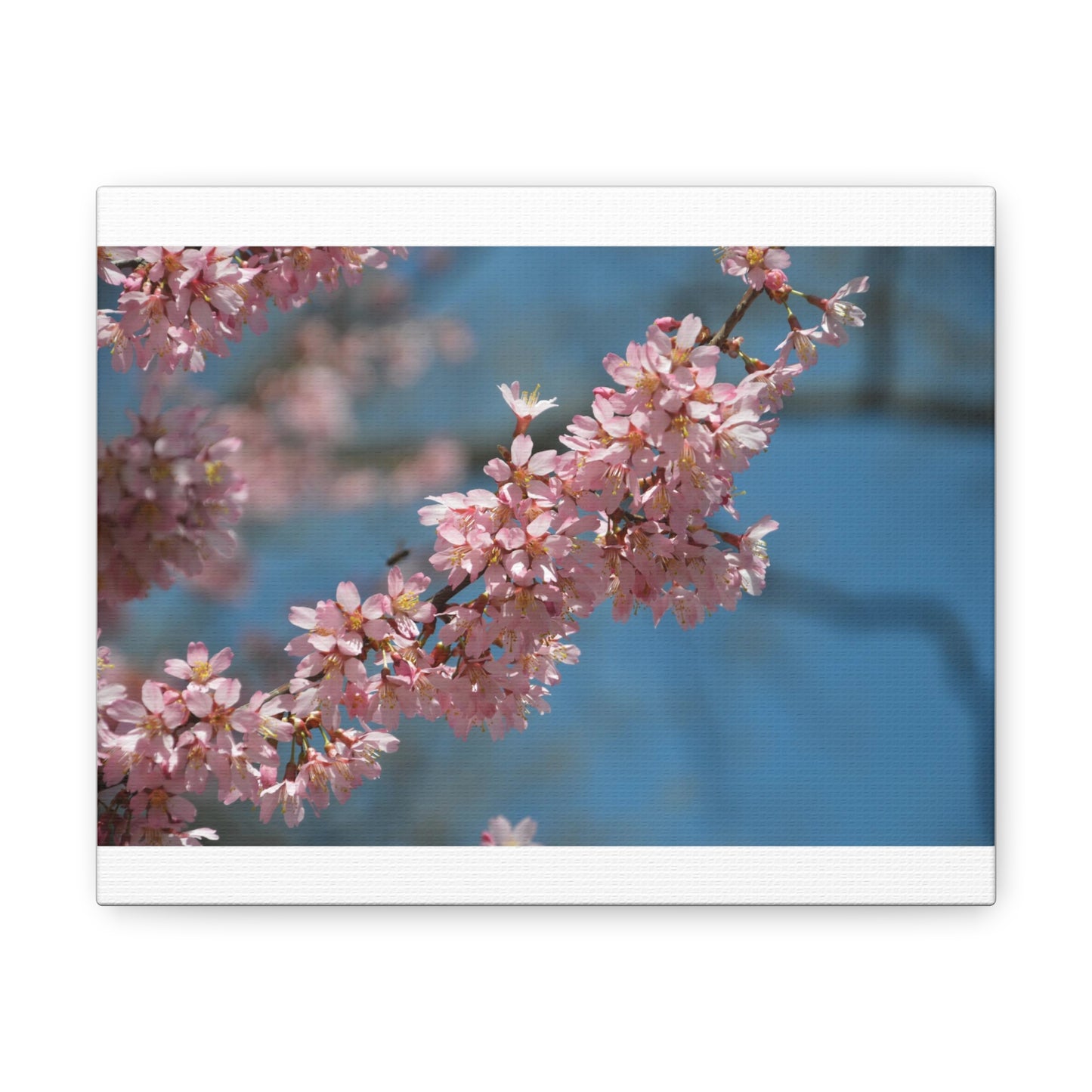 Pink Cherry Blossoms Canvas Gallery Wraps