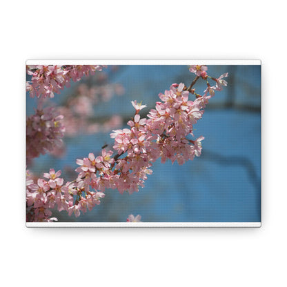 Pink Cherry Blossoms Canvas Gallery Wraps