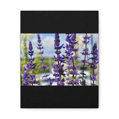 Lavenders Black Canvas Gallery Wraps