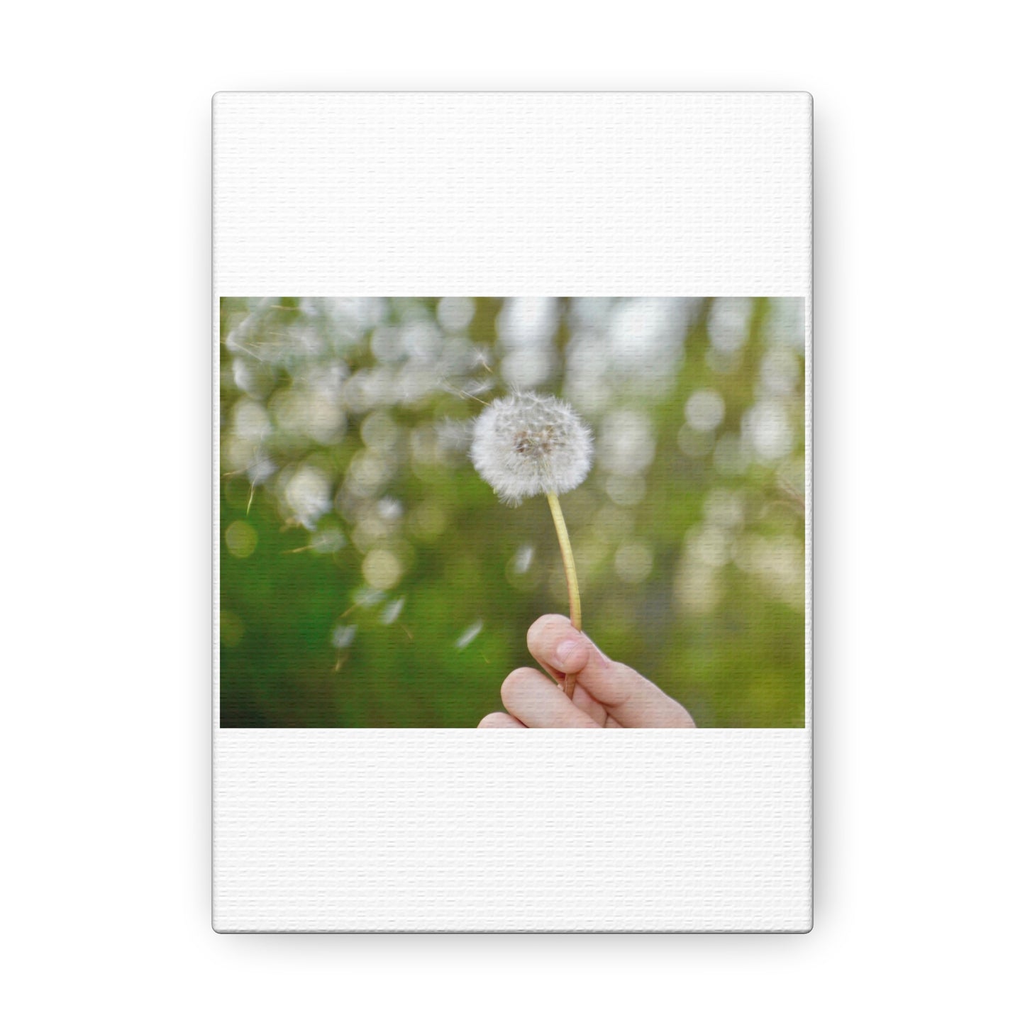 Blowing Dandelion Canvas Gallery Wraps