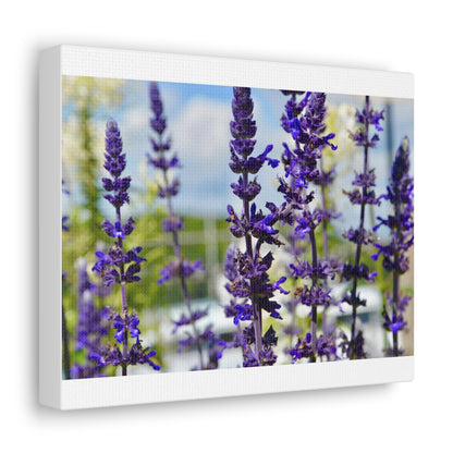 Lavenders White Canvas Gallery Wraps