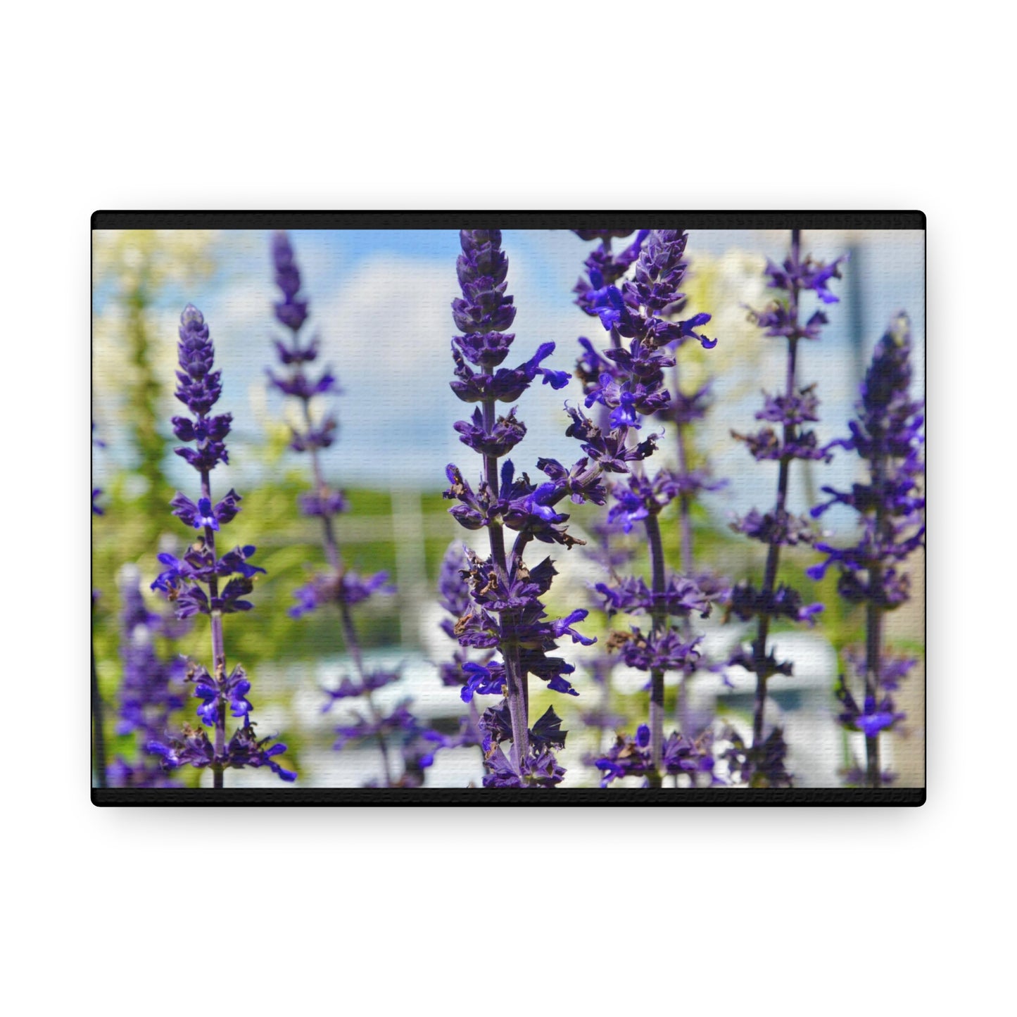 Lavenders Black Canvas Gallery Wraps