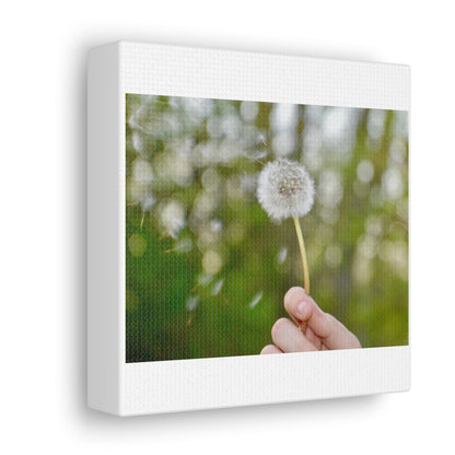 Blowing Dandelion Canvas Gallery Wraps