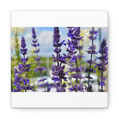 Lavenders White Canvas Gallery Wraps