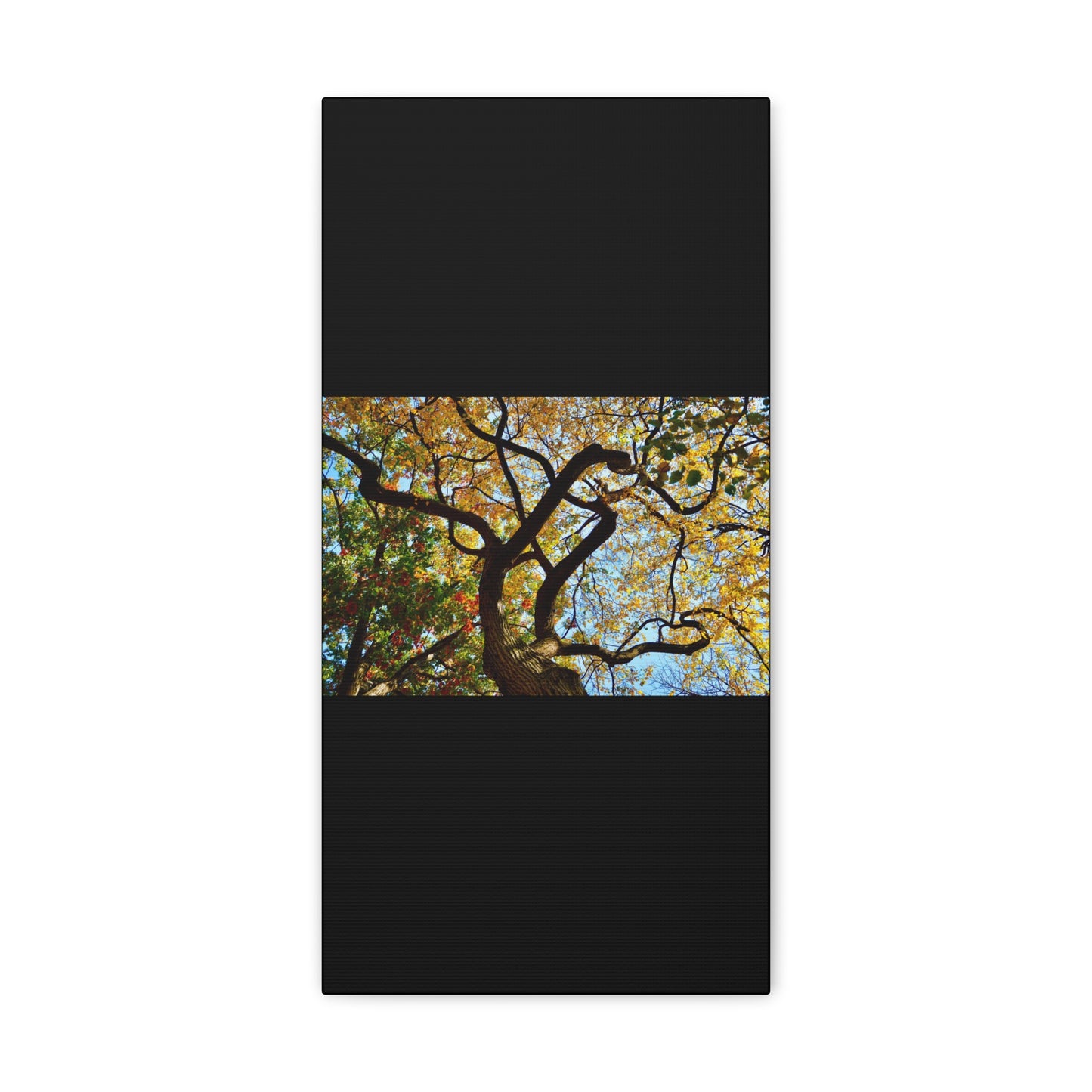 Fall Leaves Black Canvas Gallery Wraps