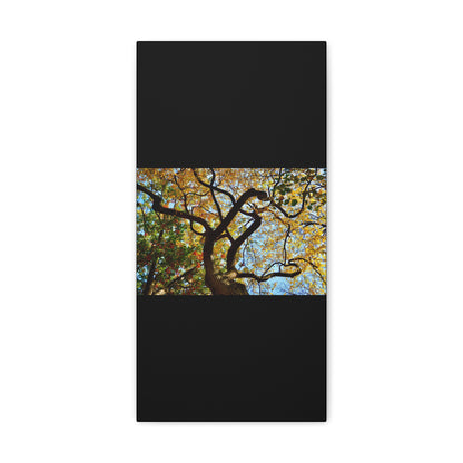 Fall Leaves Black Canvas Gallery Wraps