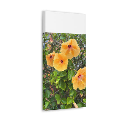 Matiby "Reals" Yellow Flower White Canvas Gallery Wraps