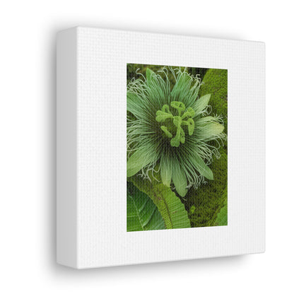 Artzy Green Flower White Canvas Gallery Wraps