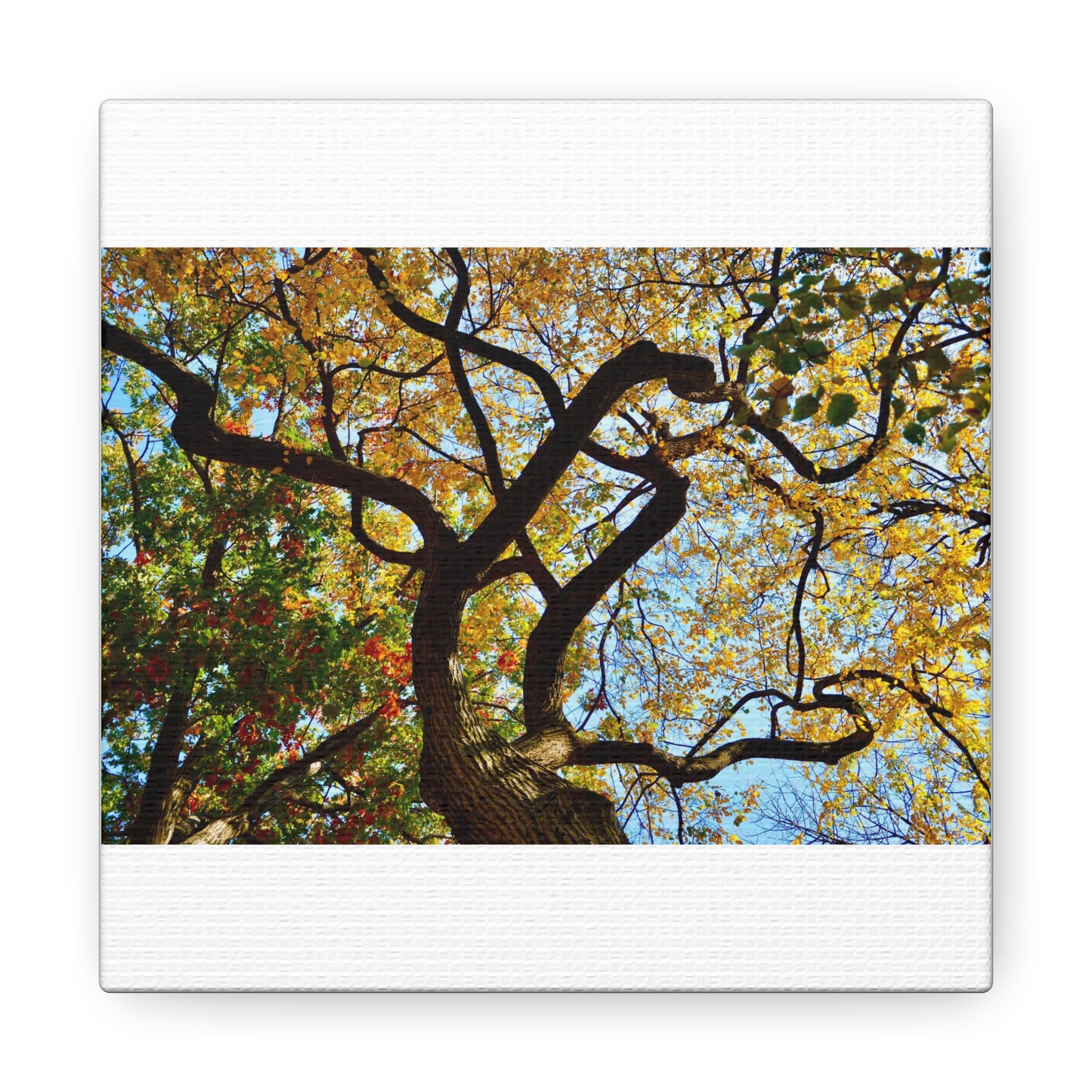 Fall Leaves White Canvas Gallery Wraps