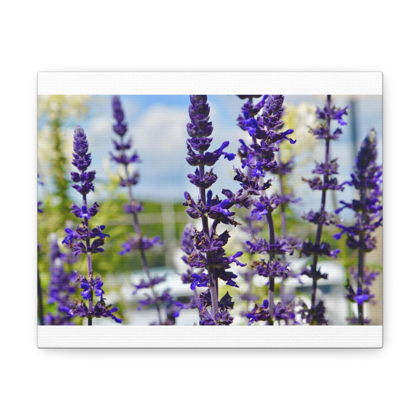 Lavenders White Canvas Gallery Wraps