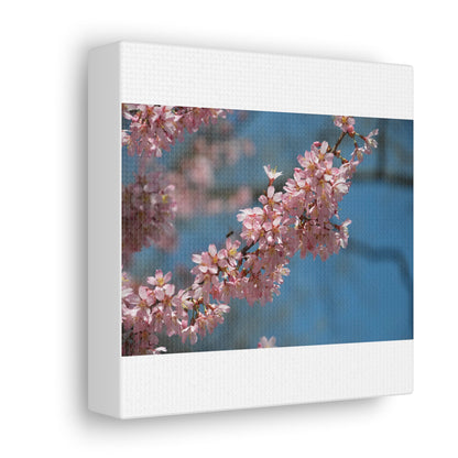 Pink Cherry Blossoms Canvas Gallery Wraps