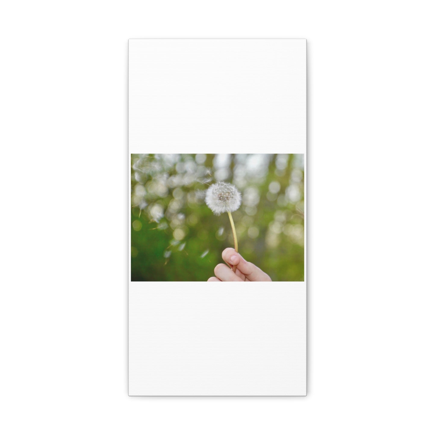 Blowing Dandelion Canvas Gallery Wraps