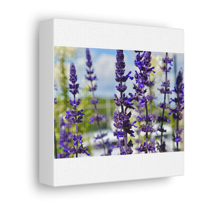 Lavenders White Canvas Gallery Wraps