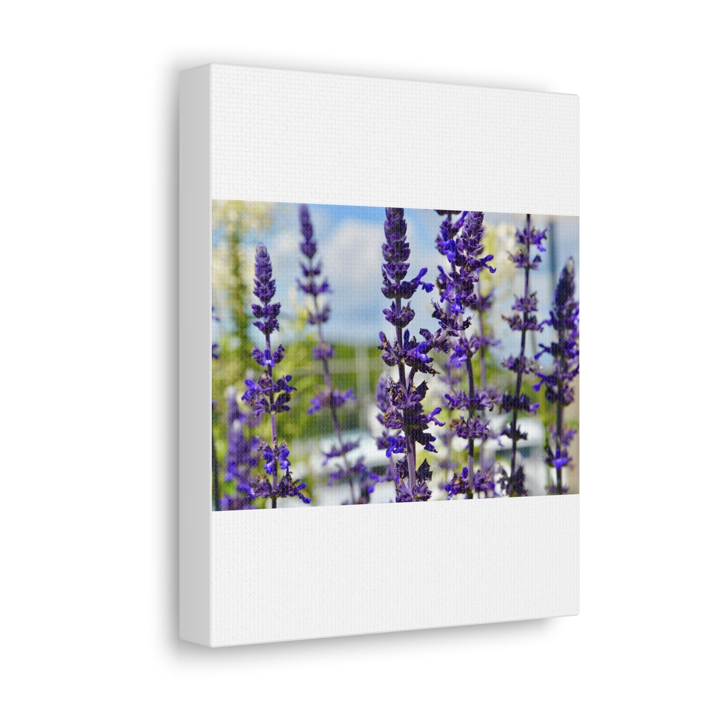 Lavenders White Canvas Gallery Wraps