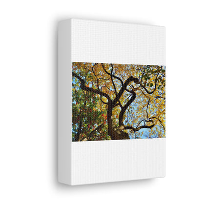 Fall Leaves White Canvas Gallery Wraps